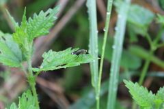 Poecilobothrus nobilitatus