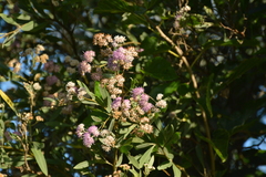 Tessaria integrifolia