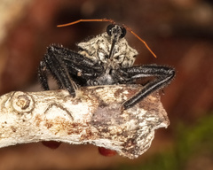 Apiomerus vexillarius