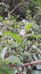 Solanum subinerme