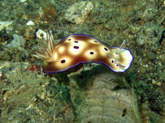Hypselodoris tryoni