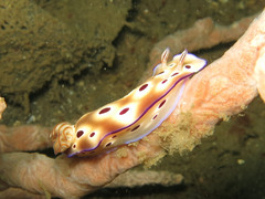 Hypselodoris tryoni