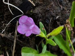 Agalinis neoscotica