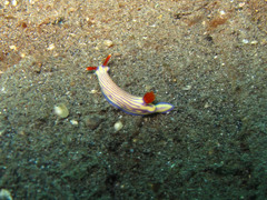 Hypselodoris whitei