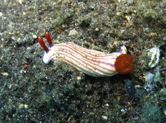 Hypselodoris whitei
