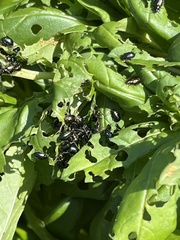 Gastrophysa cyanea