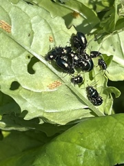 Gastrophysa cyanea