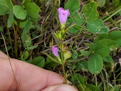 Agalinis neoscotica