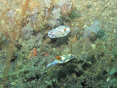 Hypselodoris zephyra