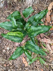Smilax smallii