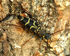 Xylotrechus antilope