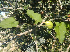 Aristolochia sempervirens
