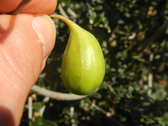Aristolochia sempervirens