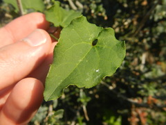 Aristolochia sempervirens
