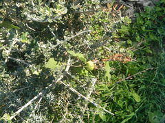 Aristolochia sempervirens