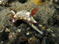 Hypselodoris zephyra