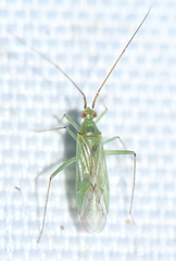 Blepharidopterus angulatus