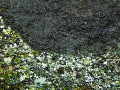 Rockefellera crossophylla