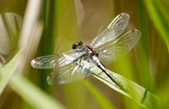Leucorrhinia frigida