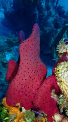 Amphimedon compressa