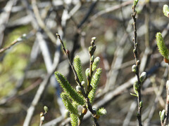 Salix hookeriana