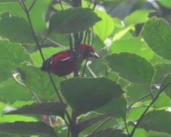 Ramphocelus bresilius