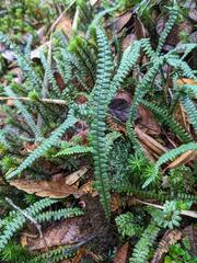 Melpomene flabelliformis