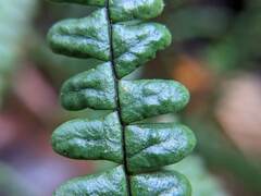 Melpomene flabelliformis