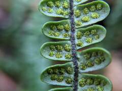 Melpomene flabelliformis