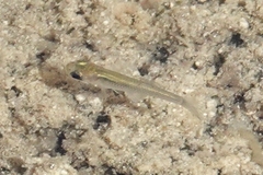 Poeciliidae