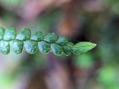 Melpomene flabelliformis