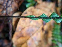 Melpomene flabelliformis