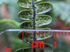 Melpomene flabelliformis