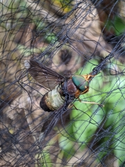 Phaeotabanus limpidapex