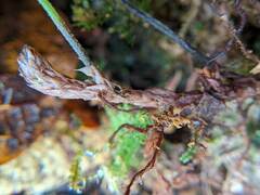 Melpomene flabelliformis