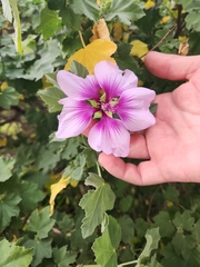 Malva subovata bicolor