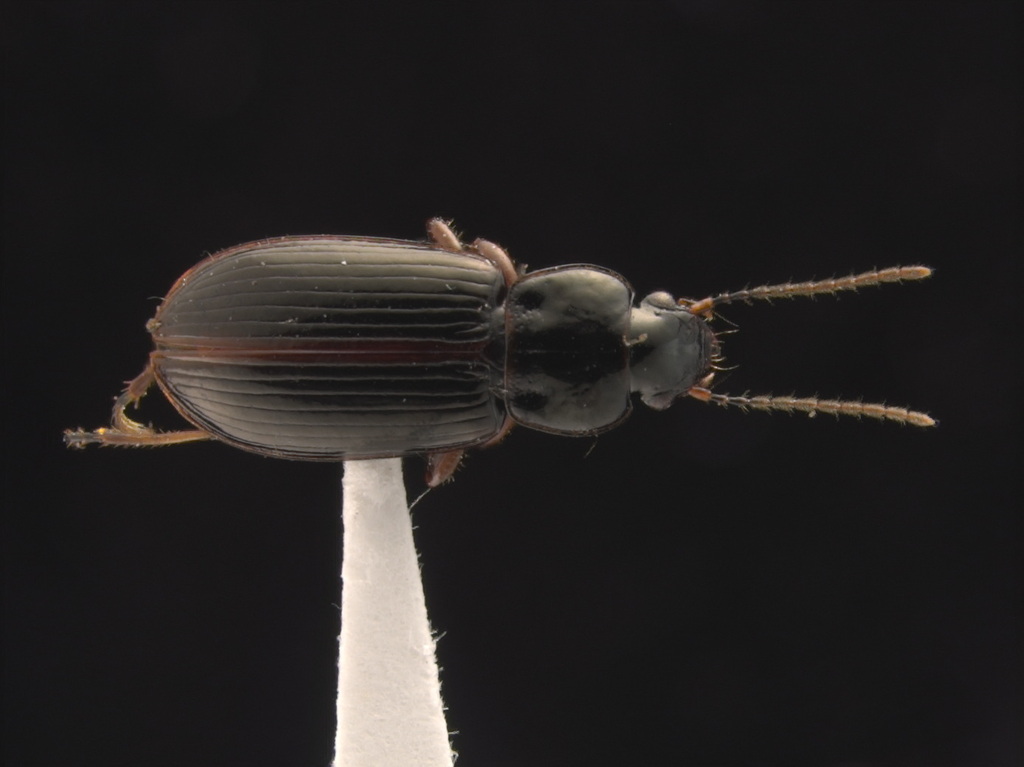 Mourning Harp Ground Beetle