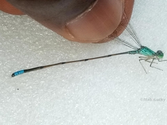 Pseudagrion glaucescens