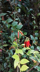 Macleania bullata