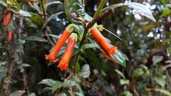 Macleania bullata