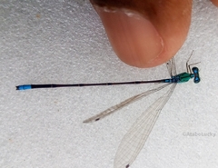 Pseudagrion glaucescens
