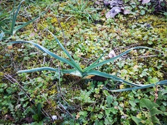 Allium vineale