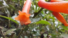 Macleania bullata