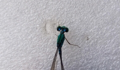Pseudagrion glaucescens