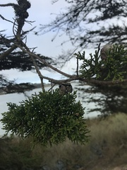 Cupressus abramsiana