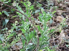Lepidium virginicum