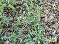 Lepidium virginicum