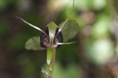 Corybas hypogaeus