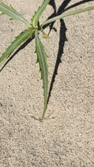 Dicoria canescens