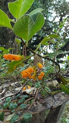 Columnea strigosa